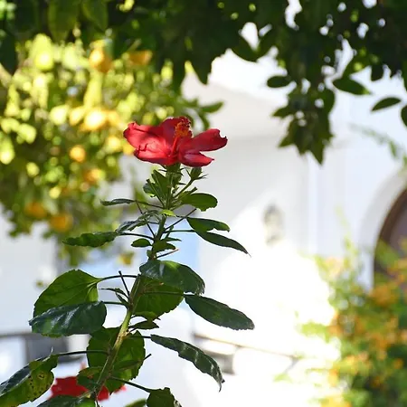 Yellow Jasper - Gemstone Getaway